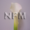 mini white wholesale calla lilies